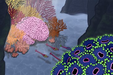 Wie ein Gen die Architektur des menschlichen Gehirns formt Inspiriert von marinen Ökosystemen veranschaulicht die Illustration die Rolle von ARHGAP11A für die Stabilität der Ventrikulärzone während der Entwicklung der menschlichen Großhirnrinde. Die Koralle im Vordergrund symbolisiert ein Vorderhirn-Organoid; der Verlust von ARHGAP11A führt zum Ablösen von Vorläuferzellen und verfrühter neuronaler Differenzierung. Die Hintergrundkoralle steht für das menschliche Gehirn und unterstreicht die Bedeutung dieser zellulären Mechanismen für die Gehirnentwicklung.