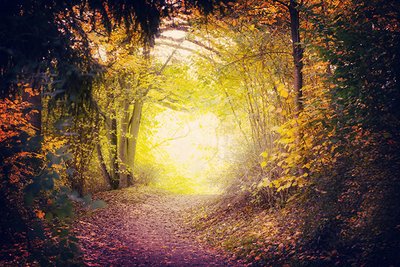 Ein herbstlicher Waldweg führt ins Helle. In einer klinischen Studie am ZI wird Psilocybin als Behandlungsalternative für therapieresistente Depressionen erforscht. 
