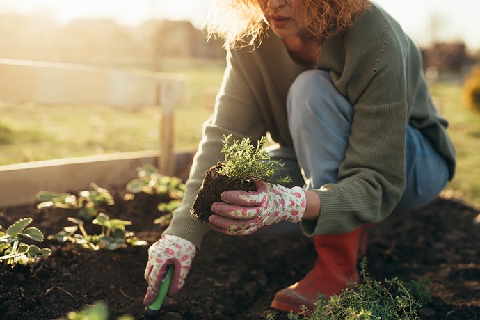 Eine Frau im sonnigen Licht bei der Gartenarbeit. 