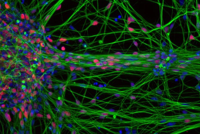 Teile eines Organoids unter dem Mikroskop.