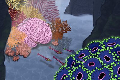 Inspiriert von marinen Ökosystemen veranschaulicht die Illustration die Rolle von ARHGAP11A für die Stabilität der Ventrikulärzone während der Entwicklung der menschlichen Großhirnrinde. Die Koralle im Vordergrund symbolisiert ein Vorderhirn-Organoid; der Verlust von ARHGAP11A führt zum Ablösen von Vorläuferzellen und verfrühter neuronaler Differenzierung. Die Hintergrundkoralle steht für das menschliche Gehirn und unterstreicht die Bedeutung dieser zellulären Mechanismen für die Gehirnentwicklung. 