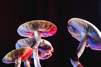 Pilze angeleuchtet von buntem Licht 