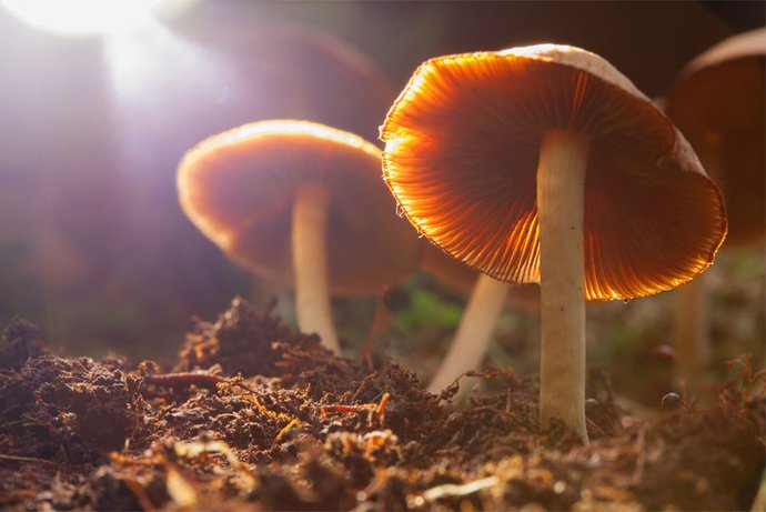 Pilze wachsen im Wald. Bestimmte Pilzarten enthalten den Wirkstoff Psilocybin.